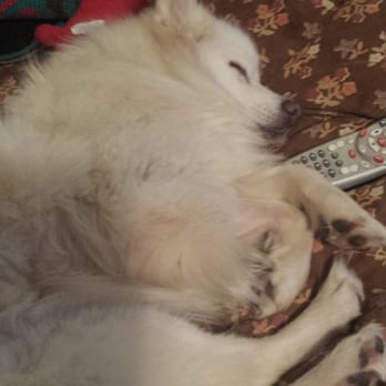 Hanover Your Pet - Post-daycare exhaustion - Pet Sitting Near Me - Mechanicsville, Virginia Hanover Your Pet - Post-daycare exhaustion - Pet Sitting Near Me - Mechanicsville, Virginia