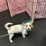 Photo of Rocky Mountain Dog Training