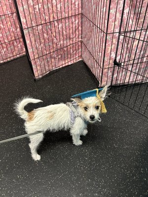 Rocky Mountain Dog Training