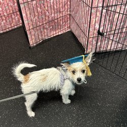 Rocky Mountain Dog Training - Tiger Lilly's graduation from puppy school.