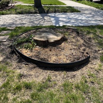 Gardner Stump Removal - Prepare for grass over - Tree Services Near Me Gardner Stump Removal - Prepare for grass over - Tree Services Near Me