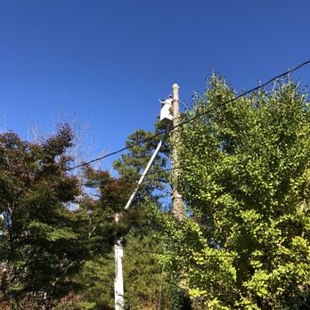 Davenport Tree & Landscape Service - Tree Services Near Me - Clinton, Tennessee Davenport Tree & Landscape Service - Tree Services Near Me - Clinton, Tennessee