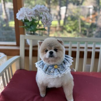 Pawfect Grooming - Pet Groomers Near Me - Bellevue, Washington