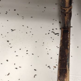Life Storage - Roslindale - Upclose pics of Rat Feces - Self Storage Near Me - Roslindale, Massachusetts