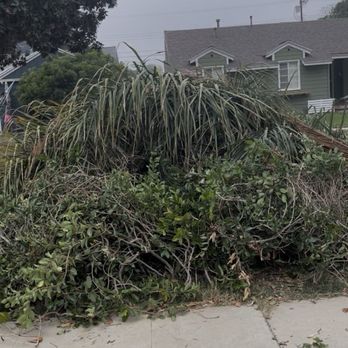 Gavino Tree Service - Tree Services Near Me