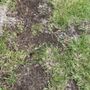 Photo of Going Green Lawn and Landscaping