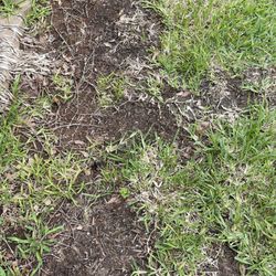 Going Green Lawn and Landscaping