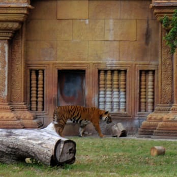 Zoo Miami - Tiger in Asian background setting - Zoos Near Me - Miami, Florida Zoo Miami - Tiger in Asian background setting - Zoos Near Me - Miami, Florida