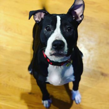 Walks With Whitney - Look at that ear! - Pet Sitting Near Me Walks With Whitney - Look at that ear! - Pet Sitting Near Me