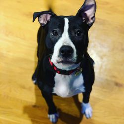 Walks With Whitney - Look at that ear!