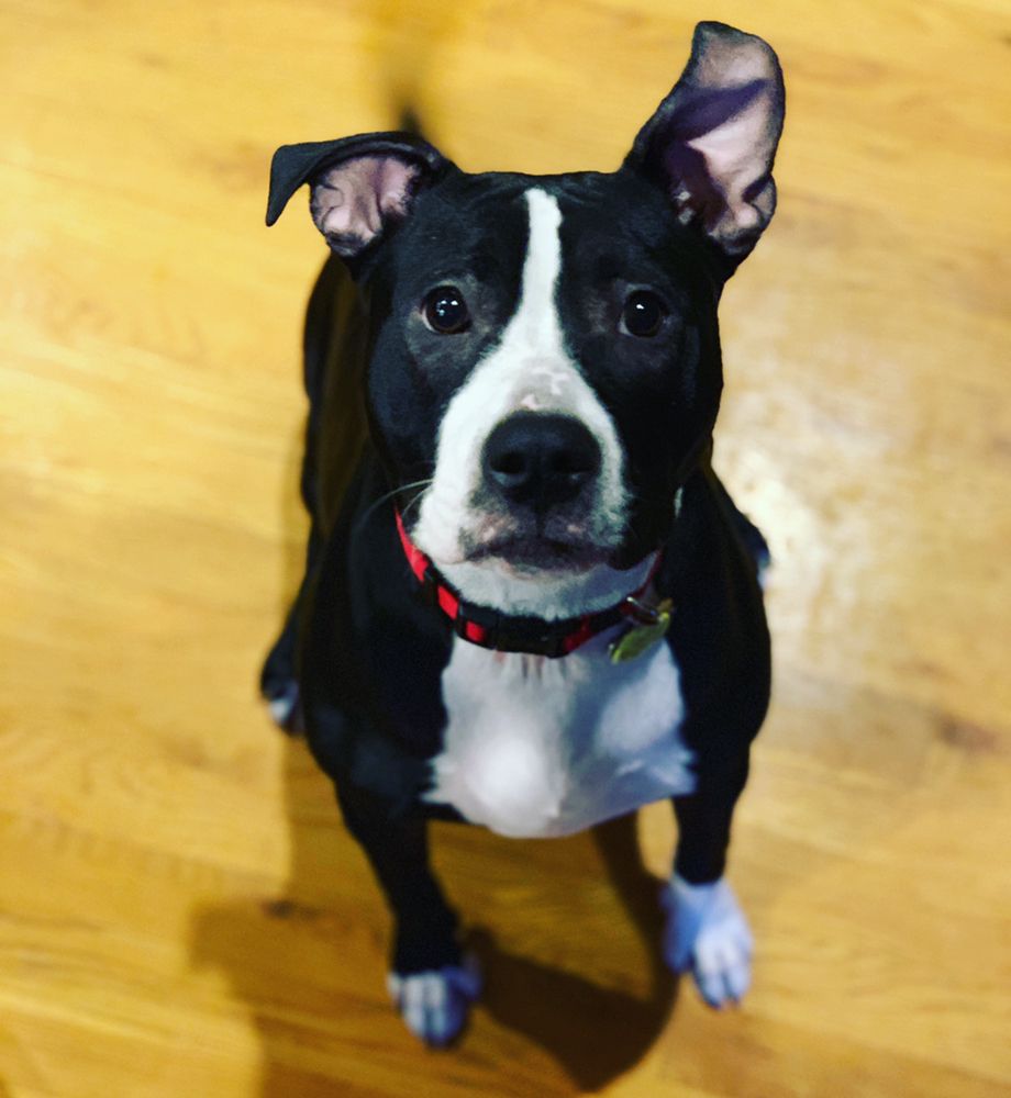 WALKS WITH WHITNEY Updated September 2024 10 Photos Westerville