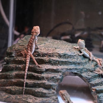 Animal Trax - Reptile Shops Near Me - Huntsville, Alabama Animal Trax - Reptile Shops Near Me - Huntsville, Alabama