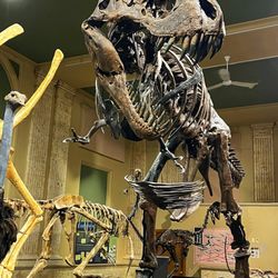 Kenosha Dinosaur Discovery Museum - Interior