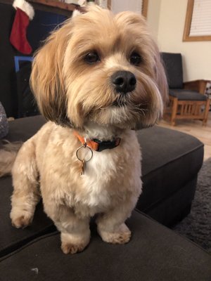 ck9 pet salon & daycare