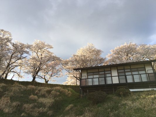 Miharu Takizakura by null