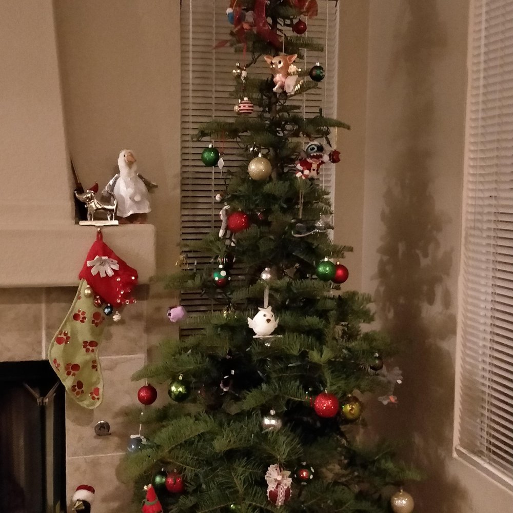 Tree from Hidden Canyon