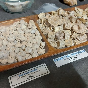 Prehistoria - Museums Near Me - Toronto, Ontario