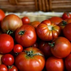 North Square Farmers Market