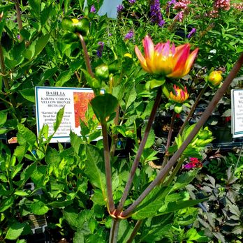 Claire's Garden Center - Dahlias - 6/28/2026 - Nurseries & Gardening Near Me - Patterson, New York