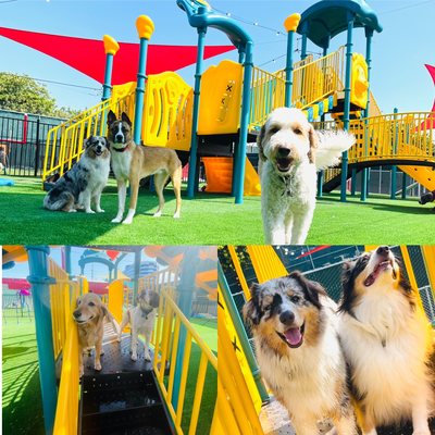 South Park Doggie - Adventureland (South Bay)