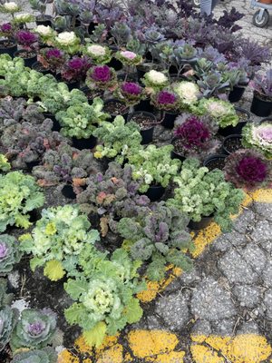 Oakland County Farmer's Market by null