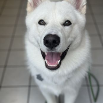 Dogfather Dog Institute - COCOBEAR - Pet Training Near Me Dogfather Dog Institute - COCOBEAR - Pet Training Near Me