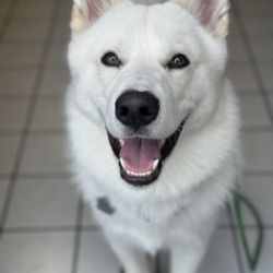 Dogfather Dog Institute - COCOBEAR