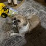 Photo of Doggie Day Spa