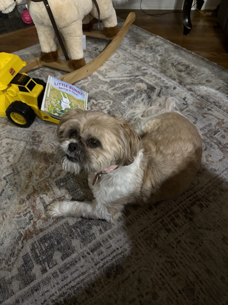 Doggie Day Spa - pet boarding facility in Greenbrier, AR