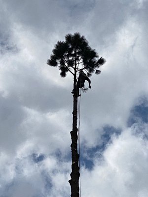 Clear View Tree Service