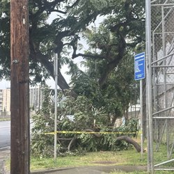 Cartwright Field - Downed tree
