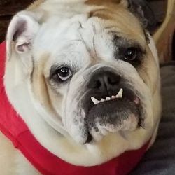 Bulldog Schwinn & Sports - Our Adorable English Bulldog- Huffy!