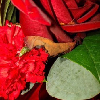Avas Flowers - dead - Florists Near Me Avas Flowers - dead - Florists Near Me