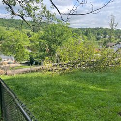 Liberty Tree Experts - Downed tree in Morgantown