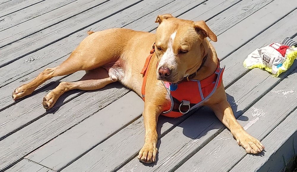 o Jupiter Florida Real Estate For Sale