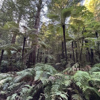 Redwoods Treewalk & Nightlights - Parks Near Me - Rotorua, BOP