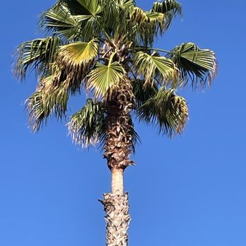 Stone Tree - Palm tree - after - Tree Services Near Me - Concord, California