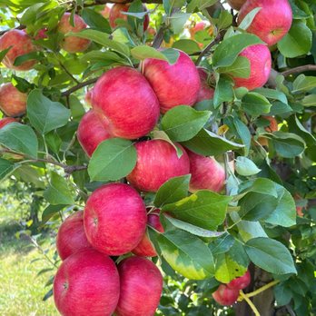 Keller’s Farmstand - Beautiful color - Fruits & Veggies Near Me - Naperville, Illinois