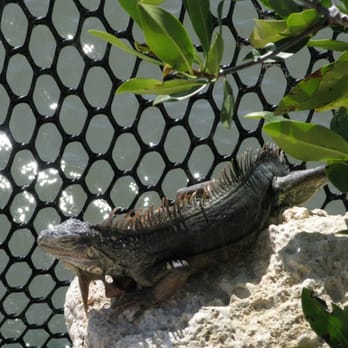 Dolphin Research Center - Iguana - Tours Near Me - Marathon, Florida Dolphin Research Center - Iguana - Tours Near Me - Marathon, Florida
