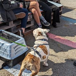 Rocket Dog Rescue - Storefront Market @ Storefront Records