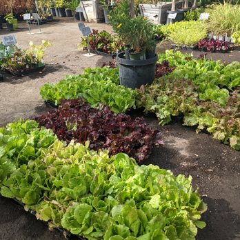 Evergreen Nursery - Nurseries & Gardening Near Me - Garden Grove, California