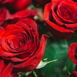 The Garden Gate Florist