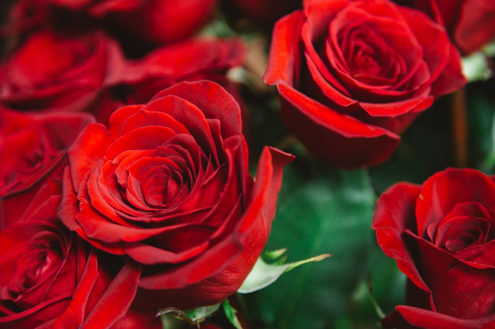 THE GARDEN GATE FLORIST 20 Photos 1692 Carolina Ave, Orangeburg