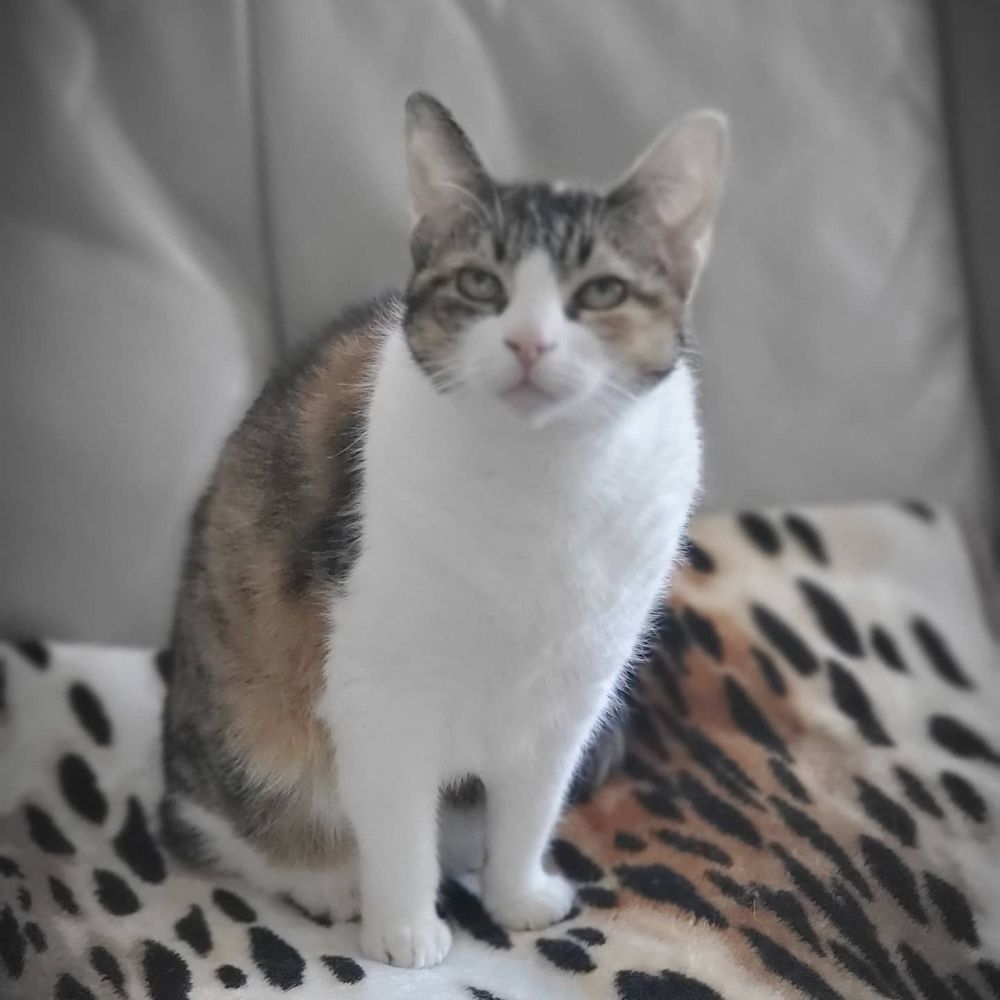 PAWS N’ CLAWS 18 Photos 7072 Wallace Dr, Pace, Florida House