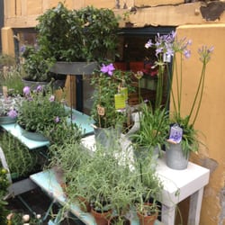 Fiol Blomster