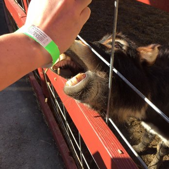 Rainforest Adventures - Donkey loved getting a treat - Zoos Near Me - Sevierville, Tennessee
