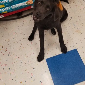 Petco - Pet Training Near Me - Greece, New York