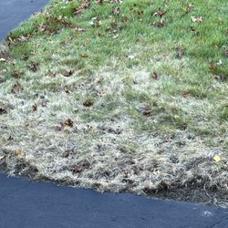 TruGreen Lawn Care - Treated by "TruGreen"