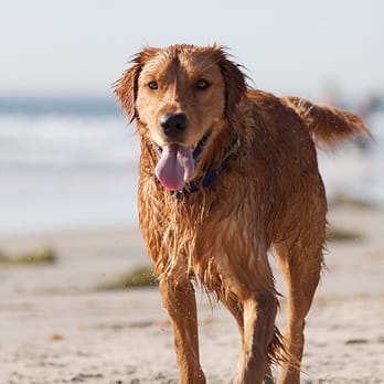 Hot Dog On a Leash - Pet Training Near Me - Carlsbad, California Hot Dog On a Leash - Pet Training Near Me - Carlsbad, California