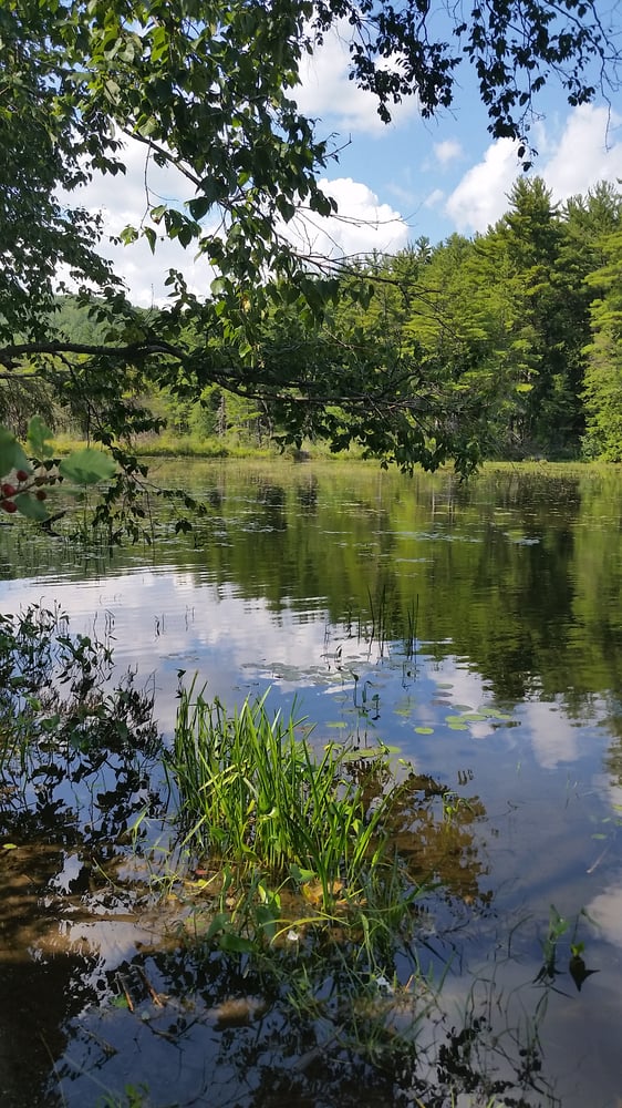 ERVING STATE FOREST Updated October 2024 27 Photos N St, Erving